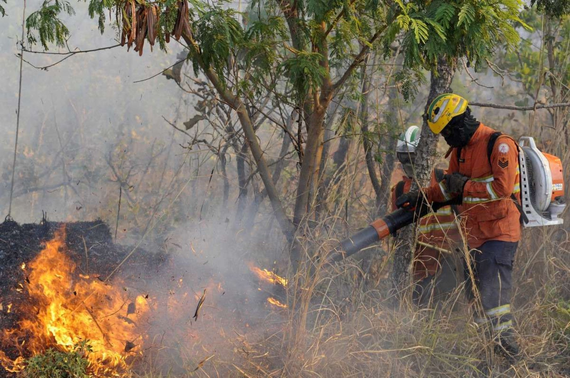 Saiba como doar alimentos para animais atingidos pelos incêndios na Flona 