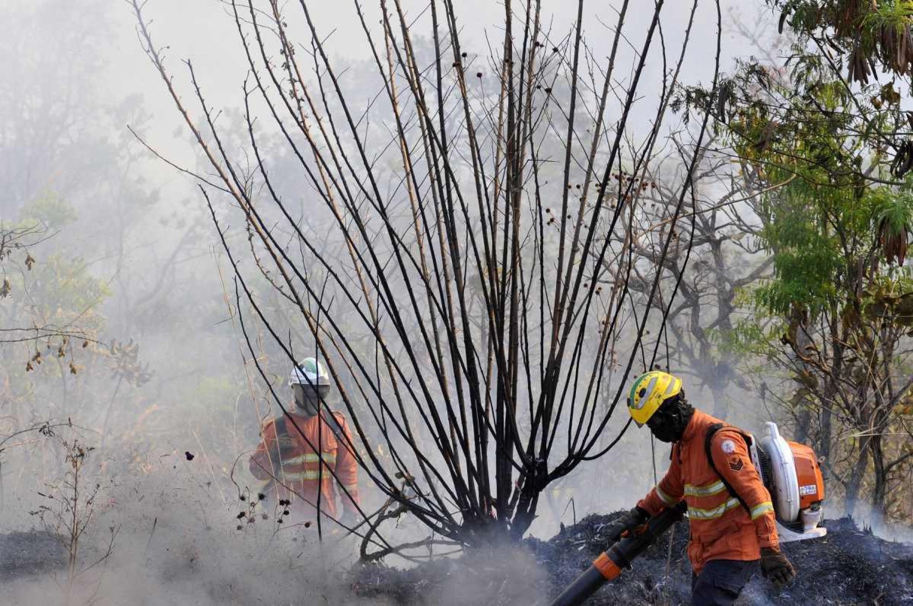 ICMBio prevê extinção total do incêndio na Flona de Brasília até sábado