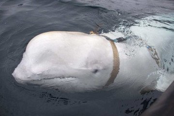 AFP PHOTO / Norwegian Directorate of Fisheries / JORGEN REE WIIG