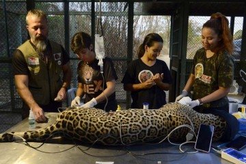 Onça Itapira, resgatada com queimaduras, passa por tratamento veterinário