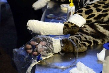 A ozonioterapia foi uma das técnicas utilizadas nas patas do animal