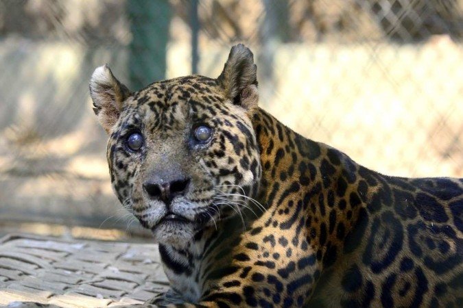 Sansão é a onça mais velha em cativeiro do mundo, com 24 anos de idade