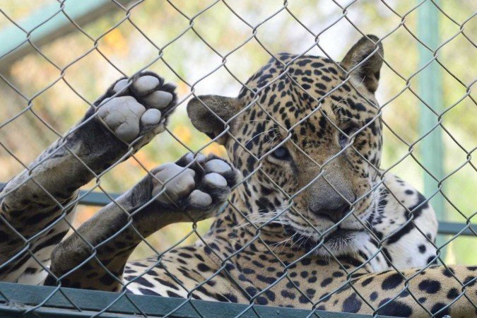 Merlin: tiro na cabeça queimou uma retina e perfurou o outro olho