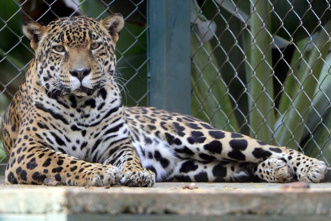 Matí participou da novela Pantanal da Rede Globo, fazendo o papel de Juma Marruá, quando a personagem se transformava 
em onça 
 -  (crédito:  Marcelo Ferreira/CB/D.A Press)