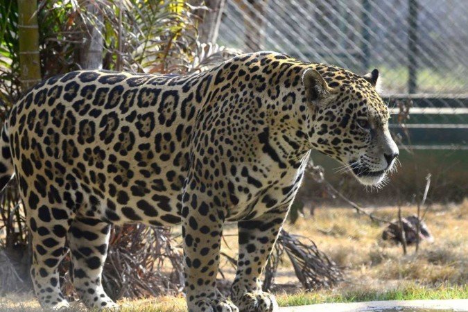 A Onça Apoema foi trazida em 2020, também ferida pelo fogo no Pantanal