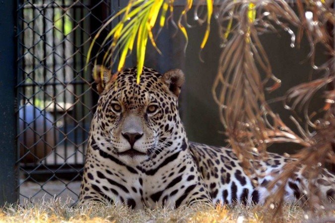 Onça Apoema foi resgatada do Pantanal em 2020 com queimaduras devido incêndio na região