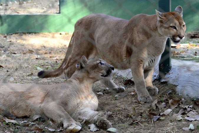 Onça Lana tenta chamar atenção do seu parceiro Pio