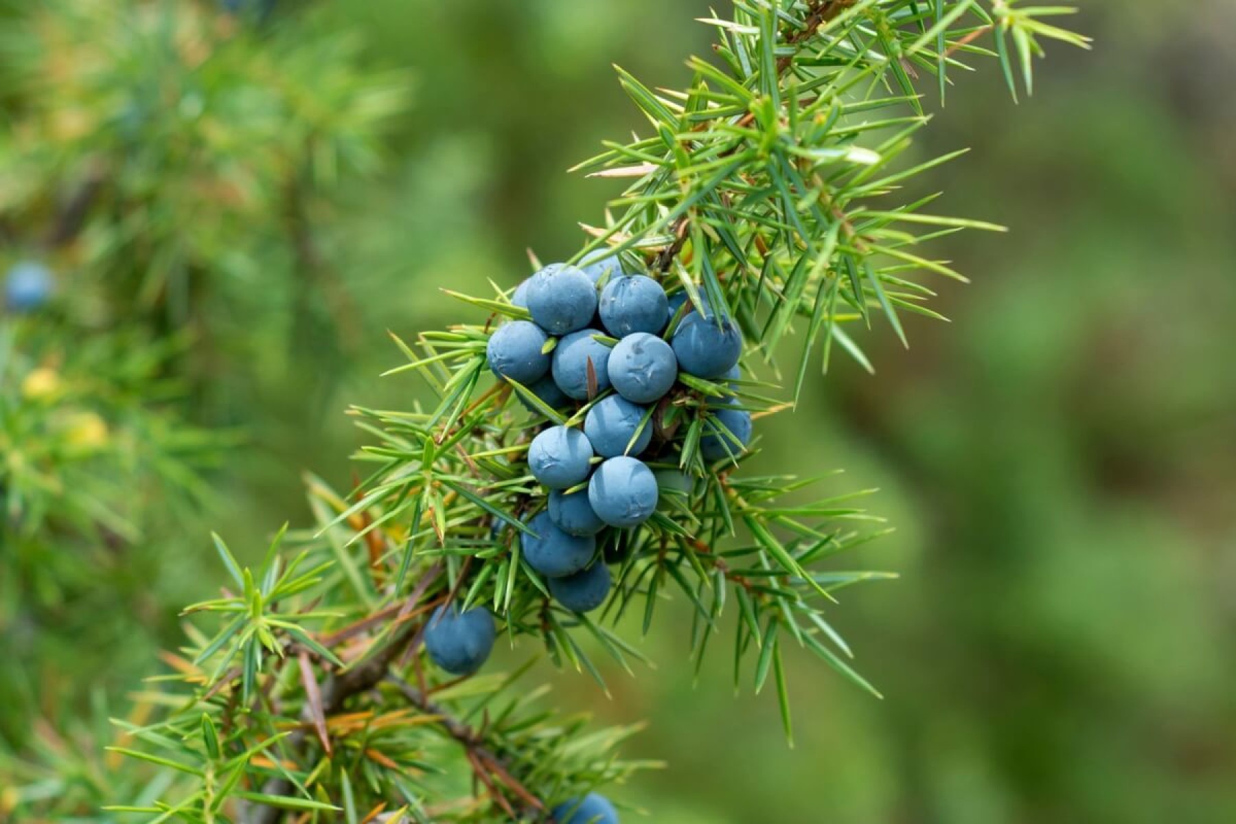 As bagas da erva de zimbro têm diversas propridades medicinais (Imagem: Adam Radosavljevi | Shutterstock) -  (crédito: EdiCase)