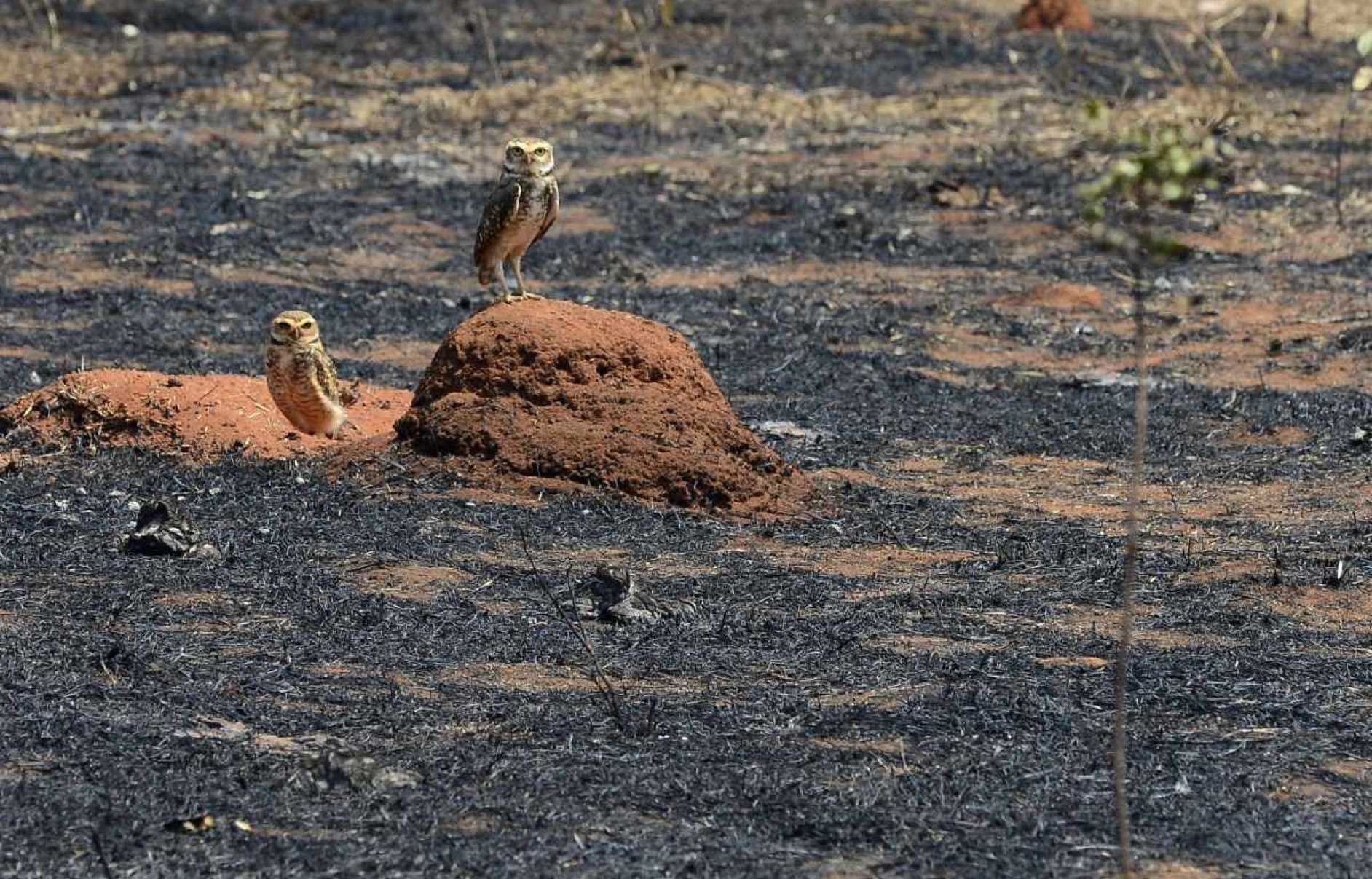 Sobrevivente: coruja-buraqueira observa o estrago do fogo