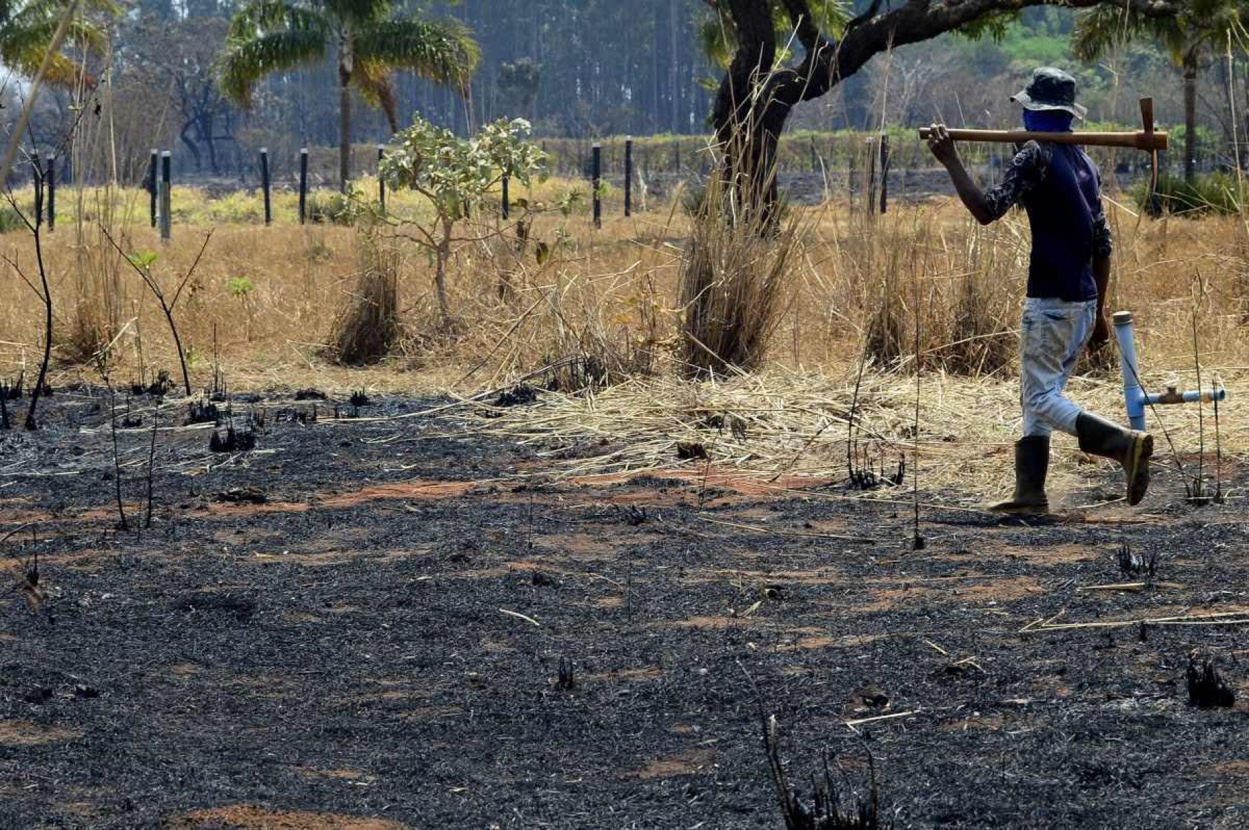  05/09/2024 Crédito: Marcelo Ferreira/CB/D.A Press. Brasil. Brasília - DF -  Rescaldo do incêndio na Floresta Nacional próxima a Taguatinga.