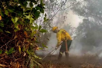 Bombeiro luta para conter foco de incêndio no Pantanal Mato-grossense -  (crédito:  Corpo de Bombeiros do Mato Grosso/Divulgação)