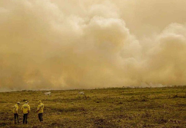 Queimadas no Pantanal Mato-grossense ameaçam o bioma, que pode desaparecer até o fim do século como consequência do aquecimento global -  (crédito:  Corpo de Bombeiros do Mato Grosso/Divulgação)