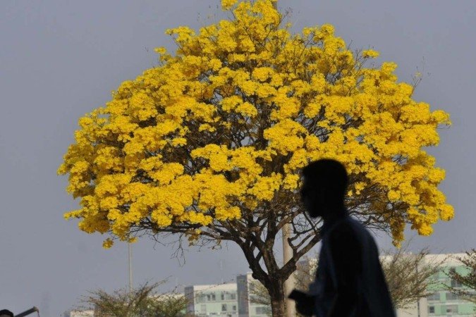 Ipês-amarelos na Esplanada dos Ministérios