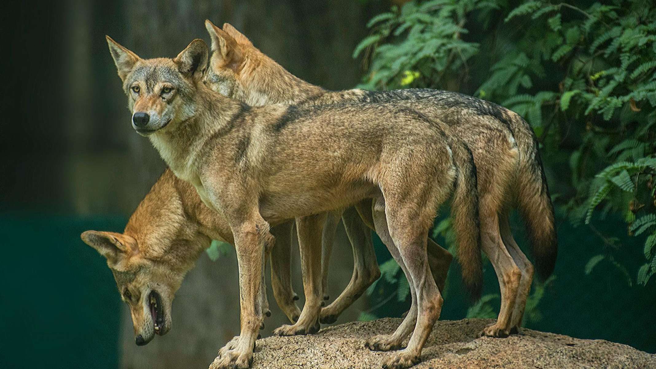 Alguns lobos foram pegos e colocados em zoológicos -  (crédito: BBC)