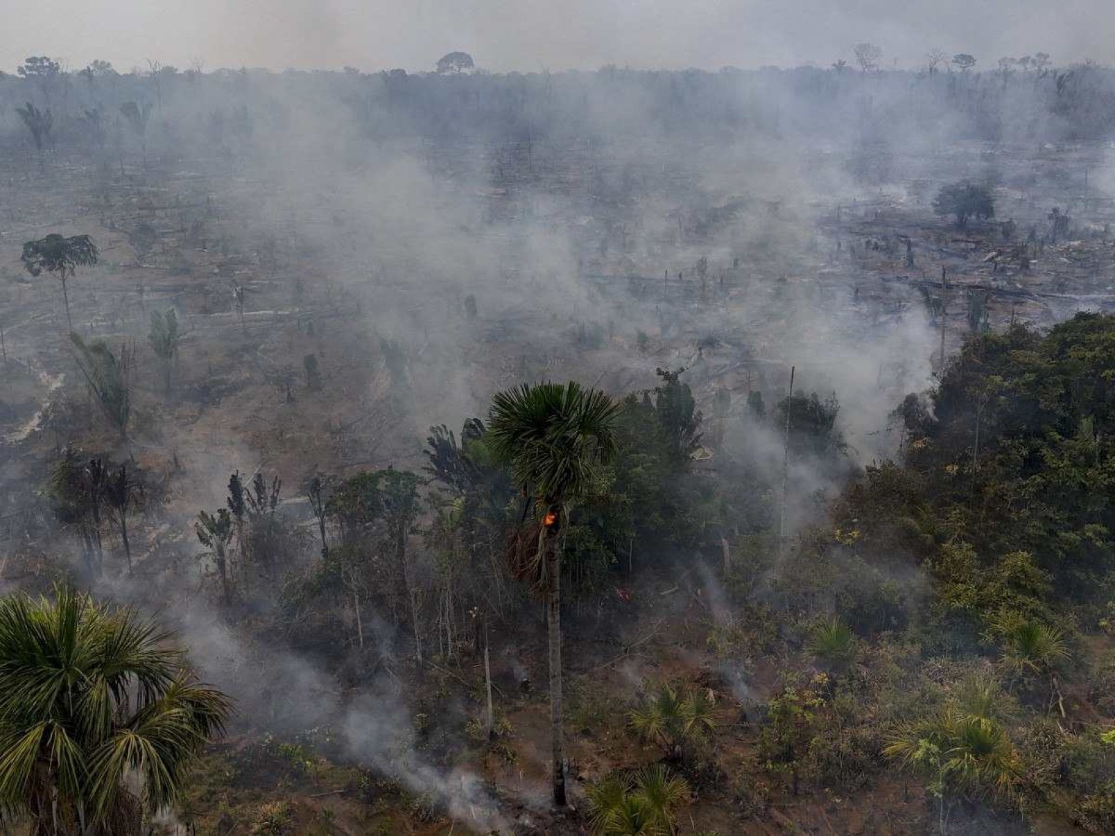 Danos da deseducação ambiental