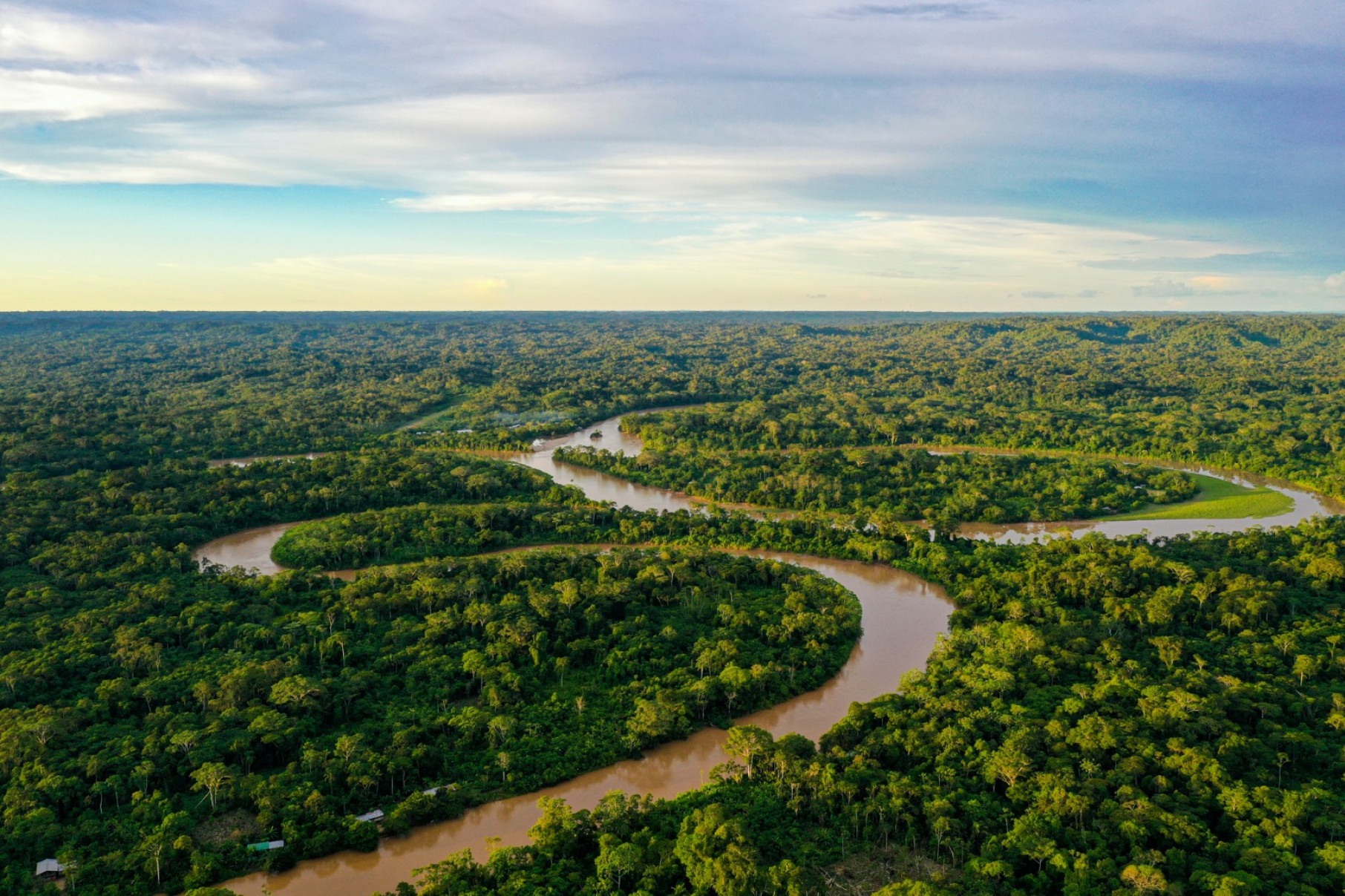 Cultivo da palma recupera áreas degradadas da Amazônia -  (crédito: DINO)