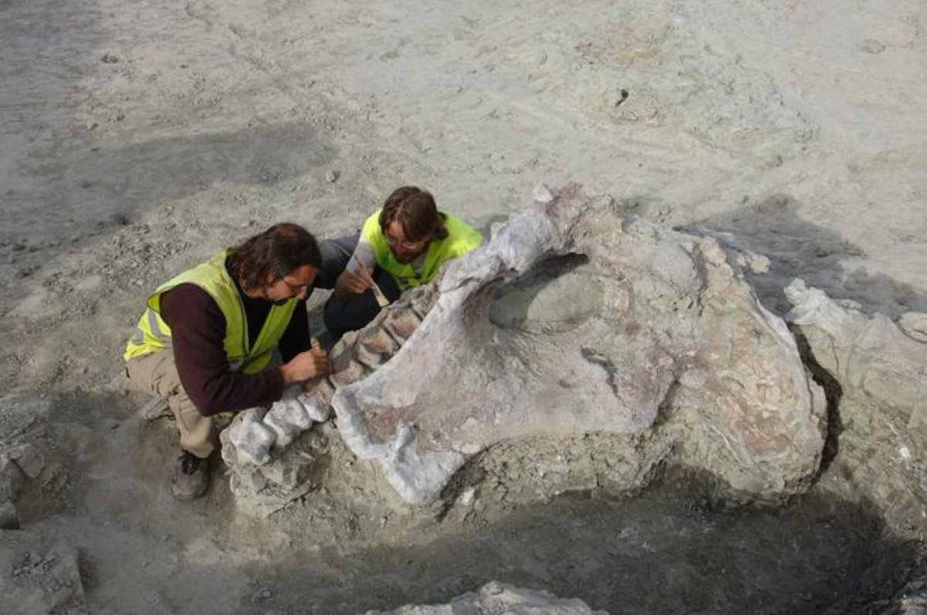 Novo dinossauro é descoberto na Espanha; espécie viveu há 75 milhões de anos