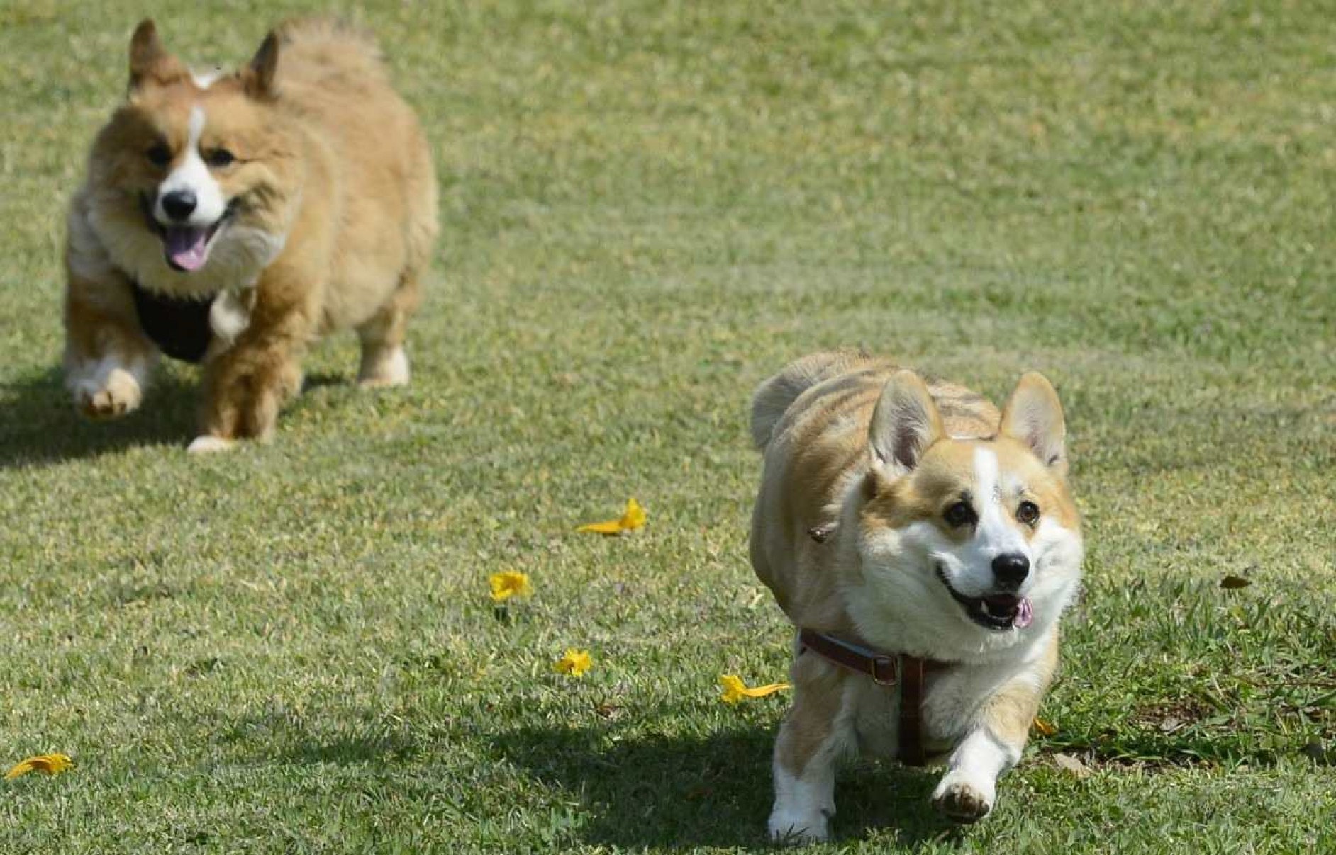 Corgis se divertindo nos gramados da Embaixada Britânica