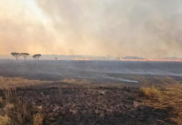  Incendio queima 10 mil hectares do Parque da Chapada dos Veadeiros -  (crédito:  PNCV/Divulgação)