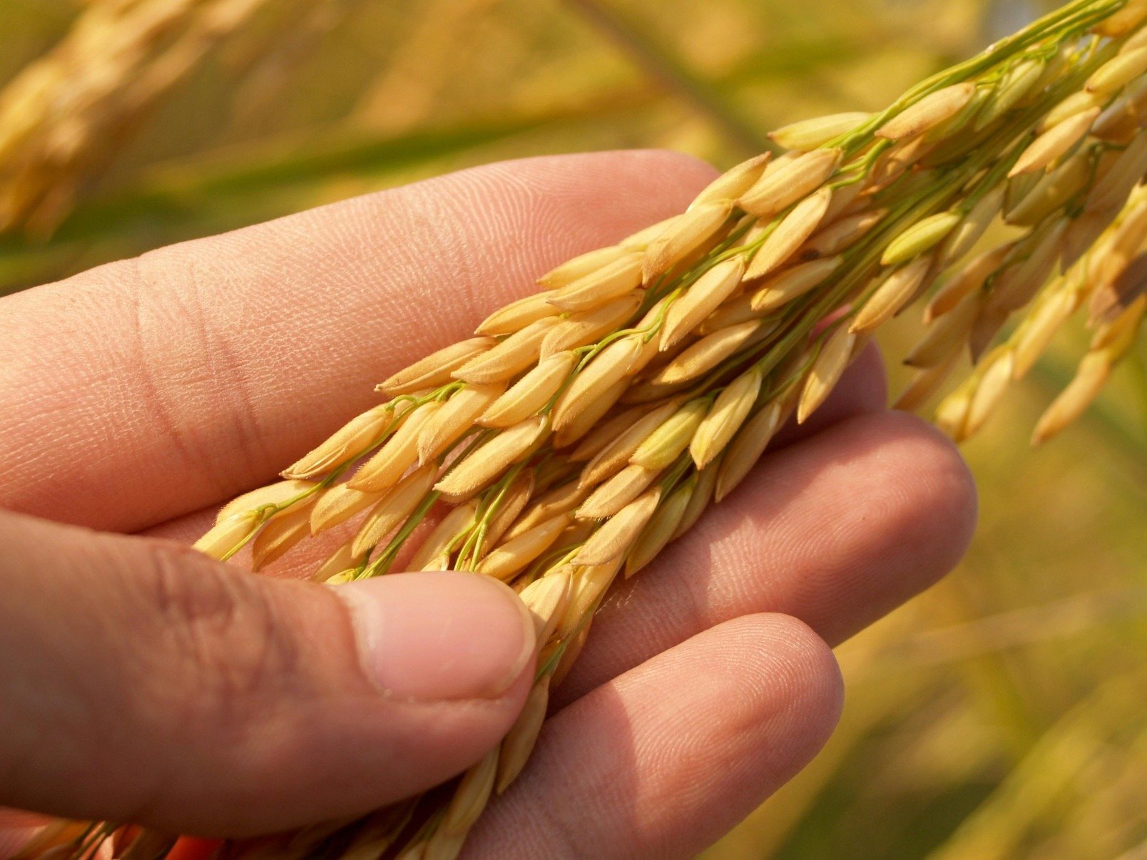 Plano Safra da agricultura familiar terá R$ 89 bilhões em linhas de crédito