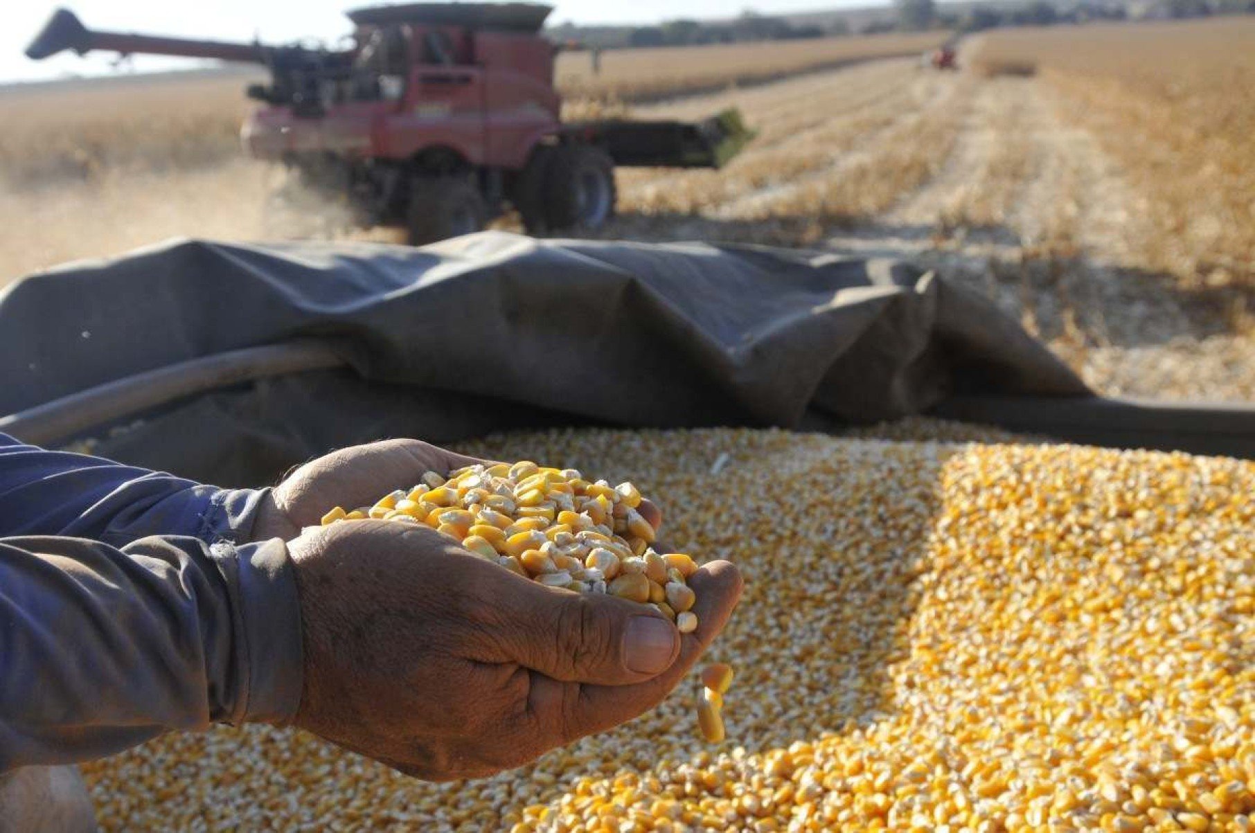Mesmo na seca, agricultura do DF ganha destaque em diversas culturas