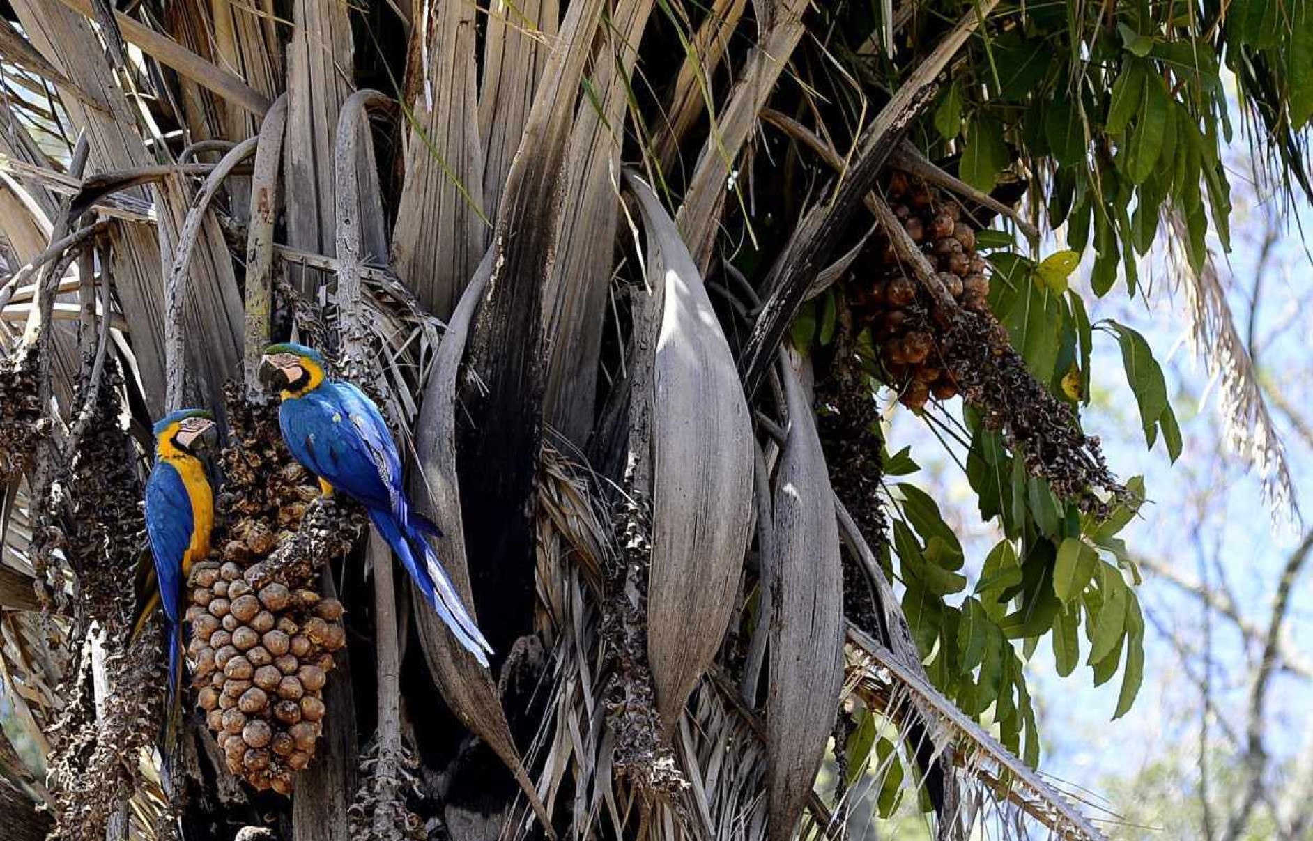 Com o plantio de árvores frutíferas, os animais têm marcado presença na região 