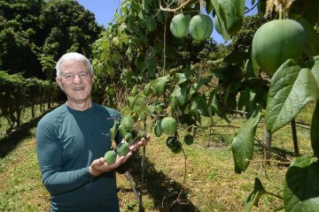 Os produtores trabalham com Maracujá-pérola, Pitaya-do-cerrado, banana-prata entre outras  -  (crédito:  Marcelo Ferreira/CB/D.A Press)