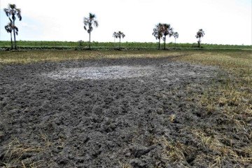 Dia do Cerrado 2024, queimada, desmatamento e redução da disponibilidade de água ameaçam o ecossistema. -  (crédito:  Reprodução)