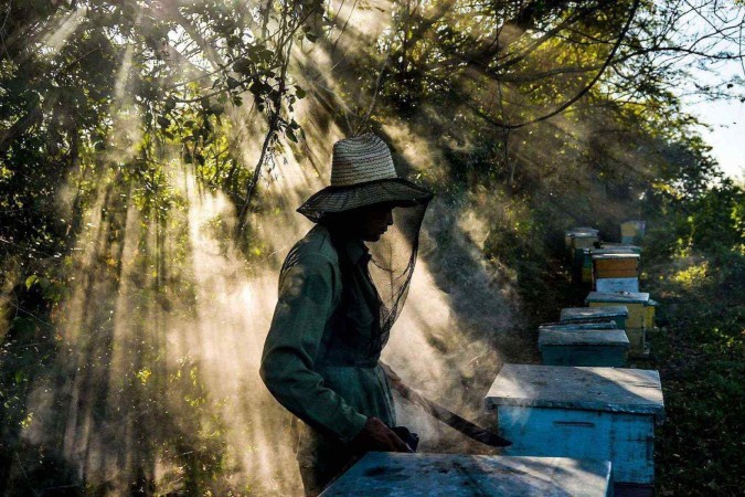 Cientistas acreditam que a poluição do ar cause diversos efeitos surpreendentes sobre os insetos polinizadores das plantas, como as abelhas -  (crédito: Getty)