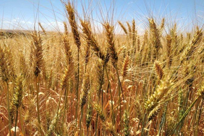 Wilfrido Marques afirmou que não deve tirar o trigo de sua rotação 