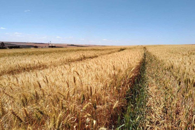 Wilfrido Marques afirmou que não deve tirar o trigo de sua rotação 