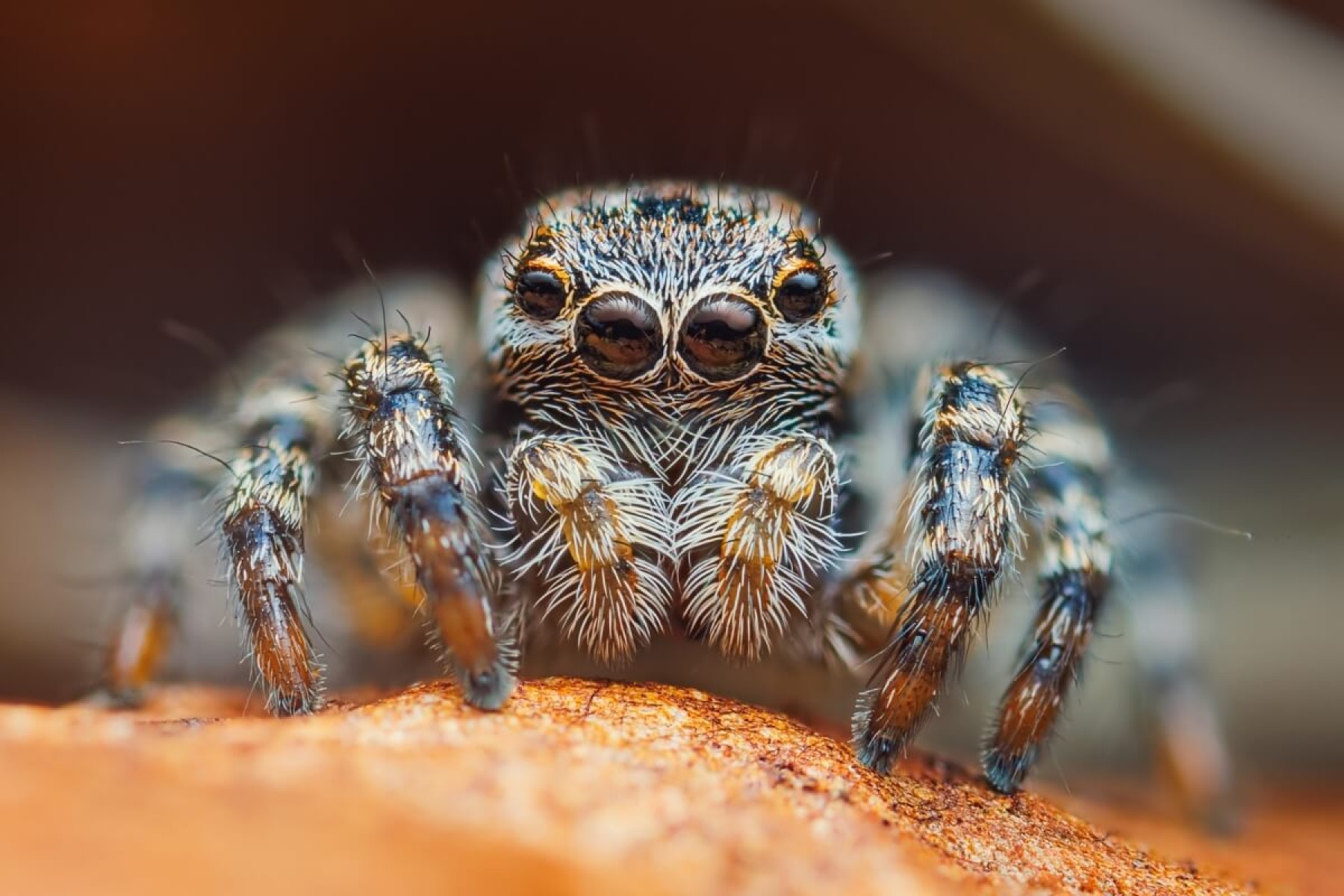 As aranhas possuem órgãos sensoriais altamente desenvolvidos (Imagem: Lukas Jonaitis | Shutterstock)  -  (crédito: EdiCase)