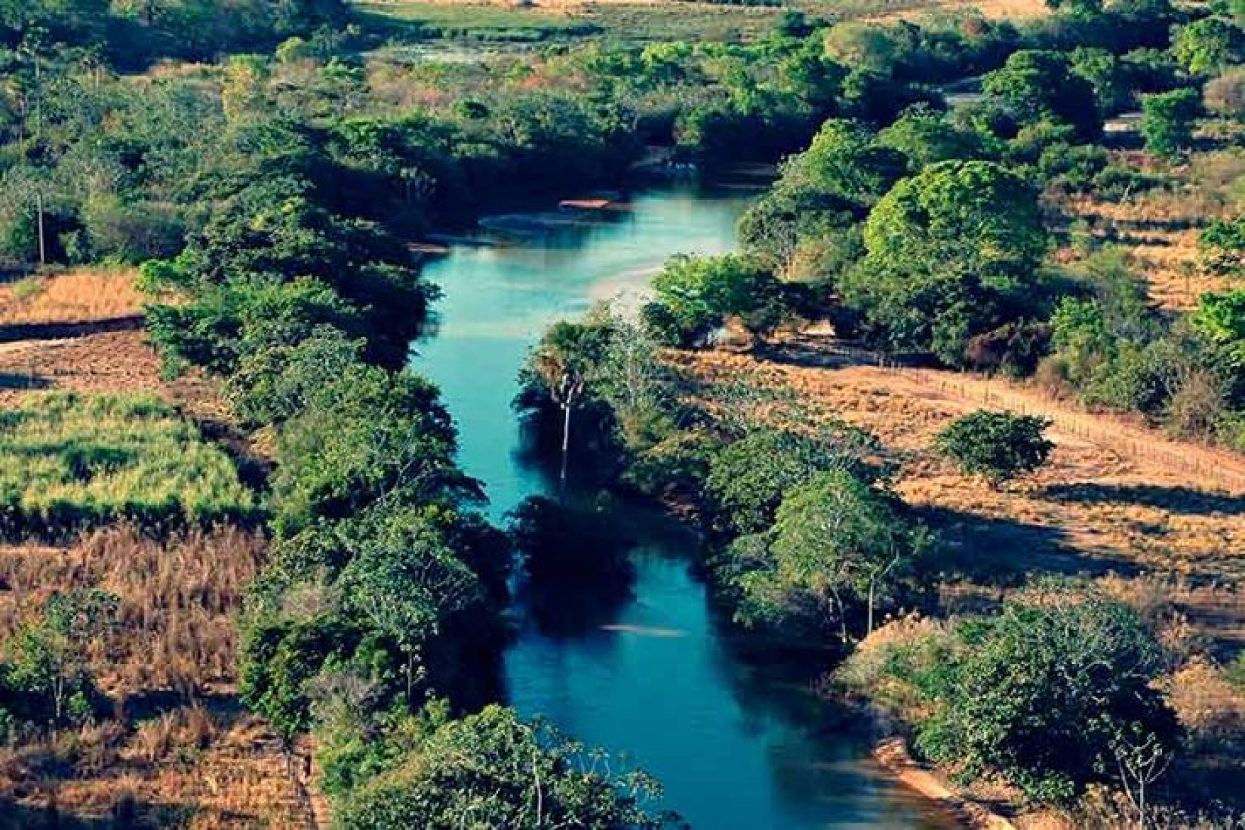 Dia do Cerrado é comemorado em 11 de setembro -  (crédito: DINO)