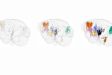 Pesquisadores mapeiam como o cérebro transforma sensação em ação. Cada círculo é um neurônio, apenas aqueles que estão significativamente ativos são mostrados -  (crédito: Sainsbury Wellcome Centre)