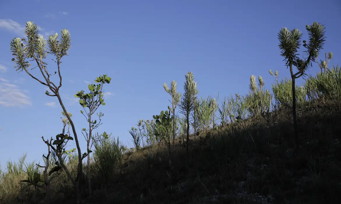 Dia do Cerrado: bioma é o segundo mais ameaçado no país -  (crédito: EBC)