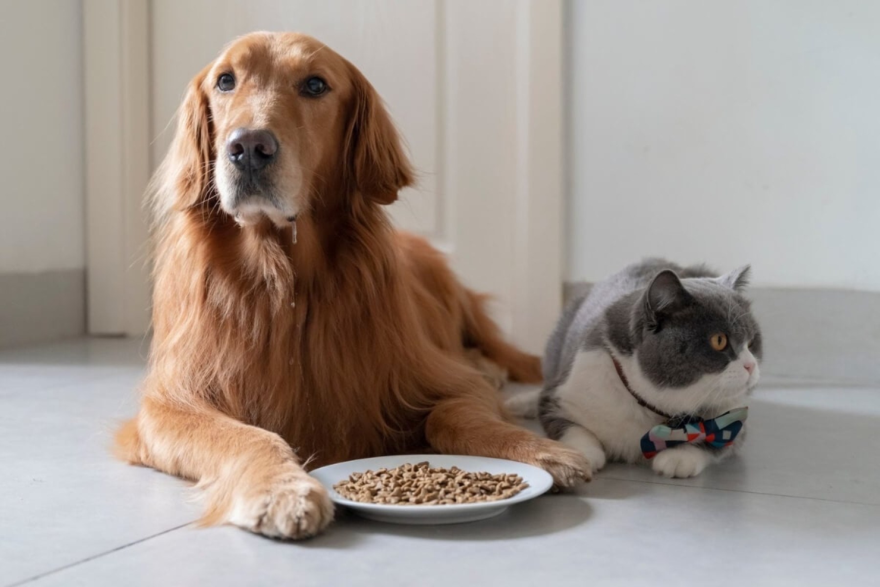 Alimentação segura e saudável mantém o bem-estar dos pets (Imagem: Chendongshan | Shutterstock)  -  (crédito: EdiCase)