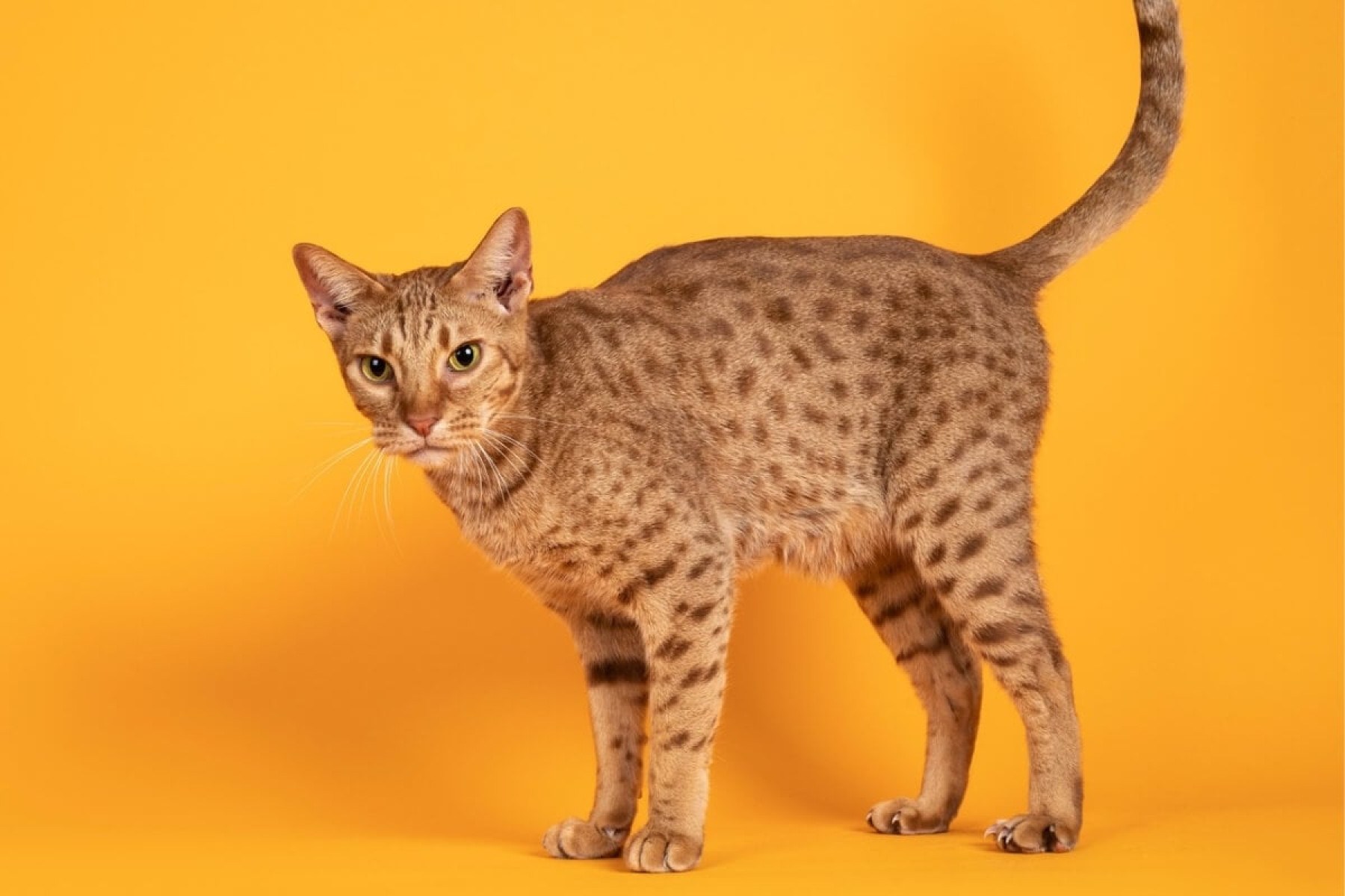 O gato ocicat tem uma personalidade extremamente amigável e sociável (Imagem: Nynke van Holten | Shutterstock) -  (crédito: EdiCase)