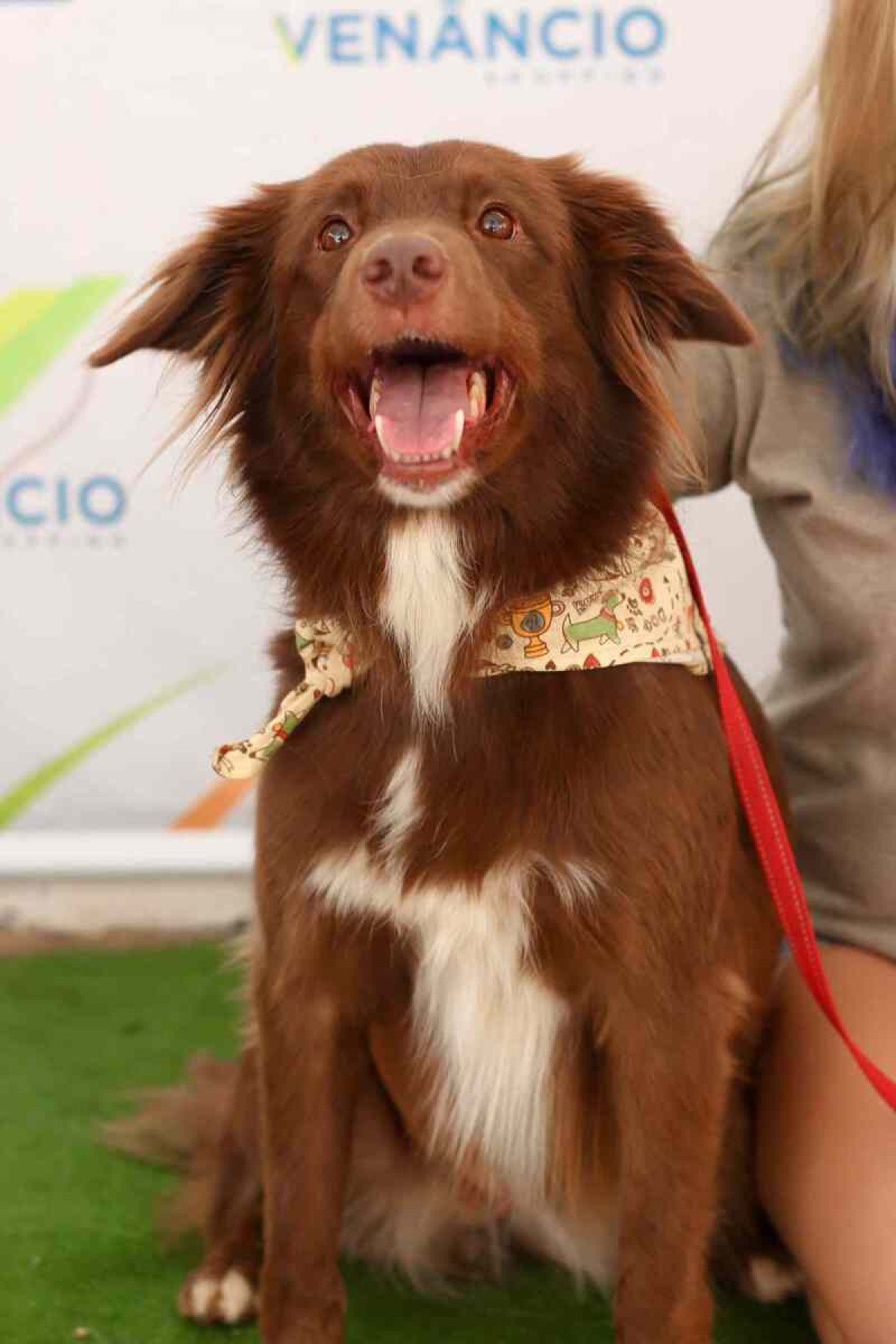 Venâncio Shopping tem feira de adoção de cães e gatos neste sábado