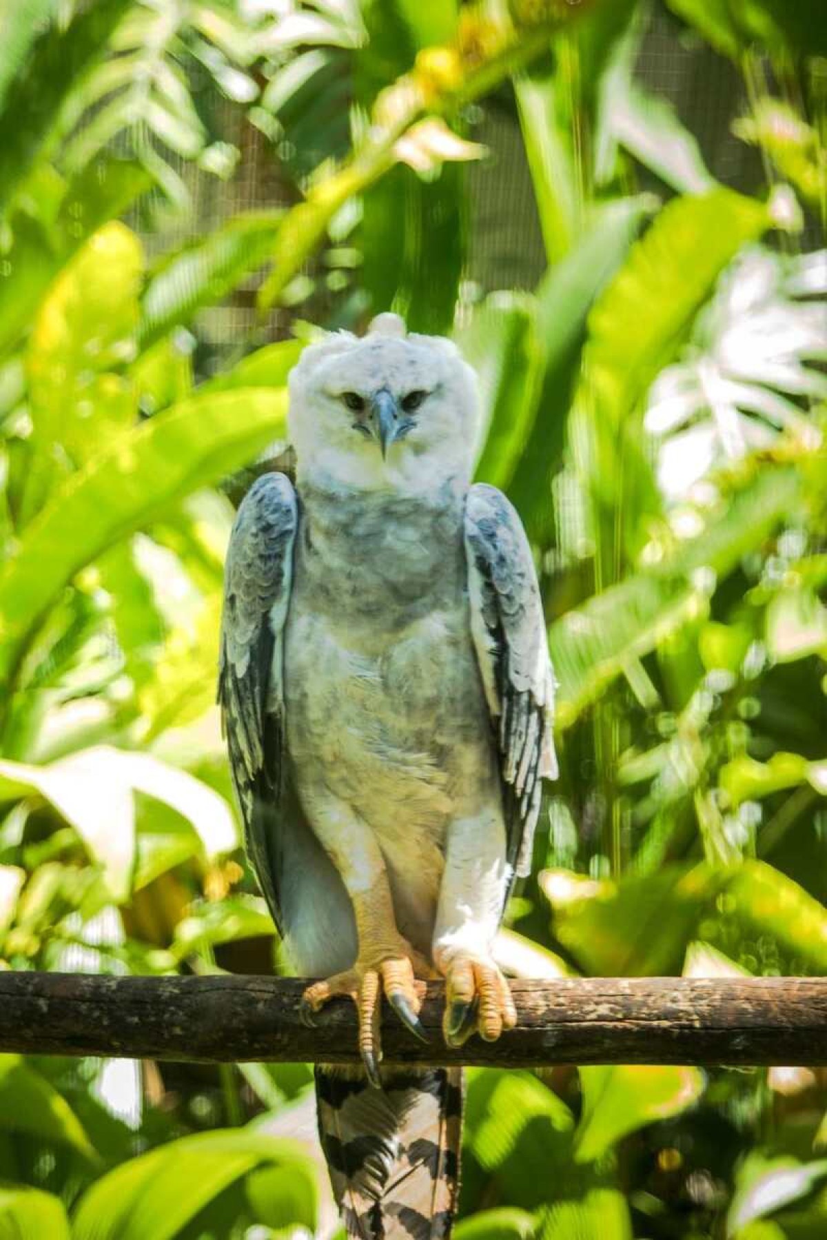 Na foto, gavião-real que, após ter sido resgatado em condições de maus-tratos, recebe cuidados no BioParque Vale Amazônia, em Carajás (PA), um dos principais centros de pesquisa, conservação e educação sobre a biodiversidade da Amazônia na região norte do Brasil