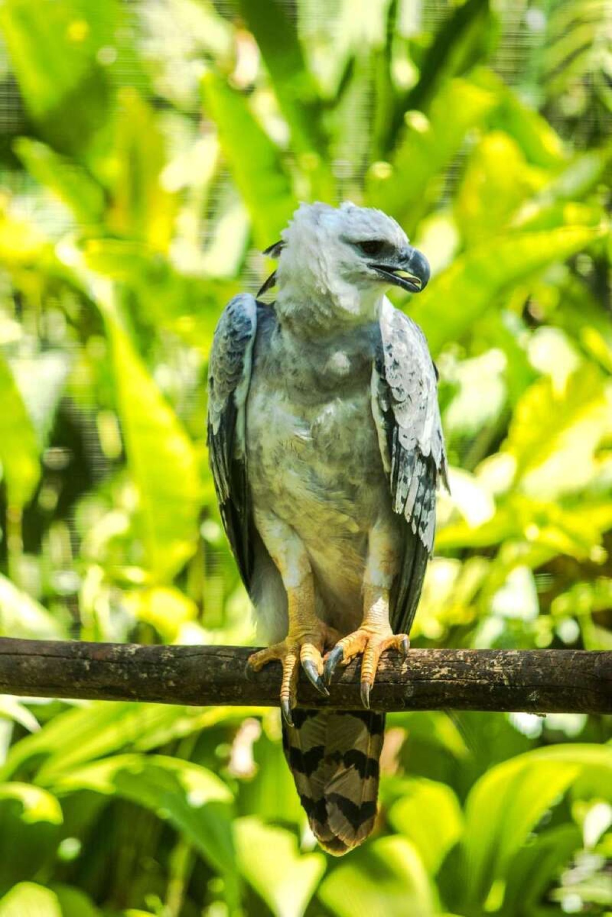 Na foto, um gavião-real que, após ser resgatado de maus-tratos, recebe cuidados no BioParque Vale Amazônia, em Carajás (PA), um dos principais centros de pesquisa, conservação e educação sobre a biodiversidade da Amazônia no região norte do Brasil