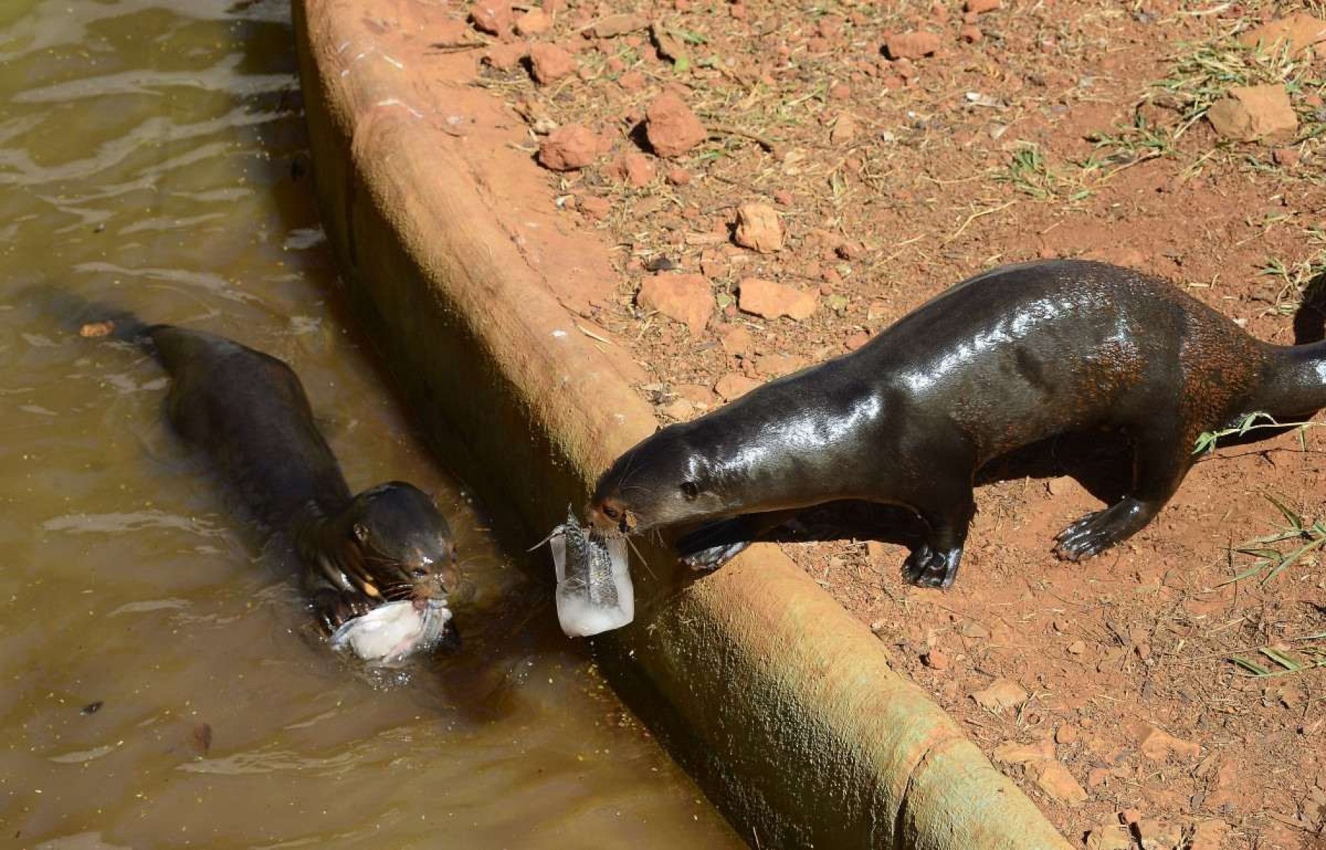 Xô calor! Bichos do Zoo recebem picolés para enfrentar o clima 