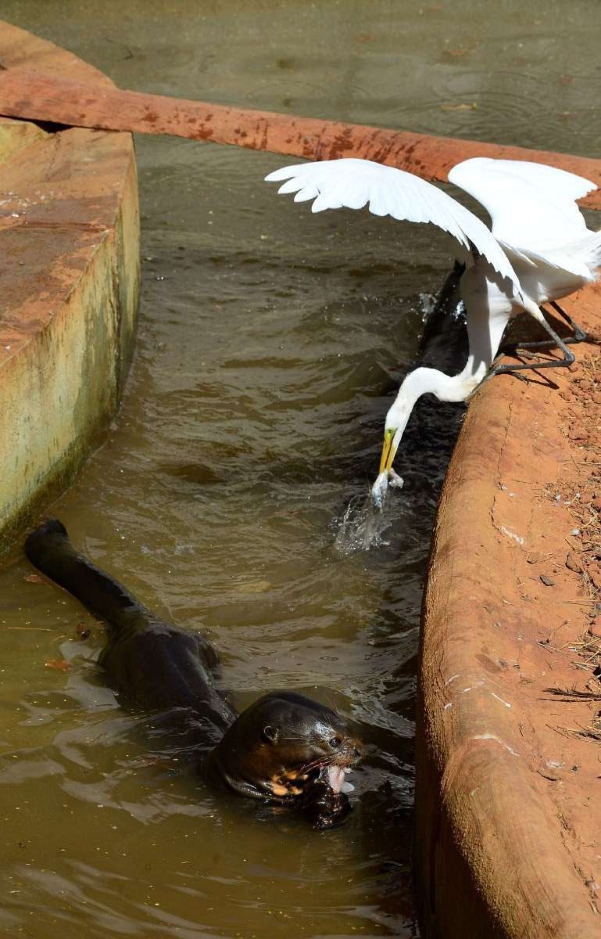 Fotógrafo do Correio registra o momento em que a garça rouba o picolé de peixe das ariranhas e sai com o lanche da tarde no bico 