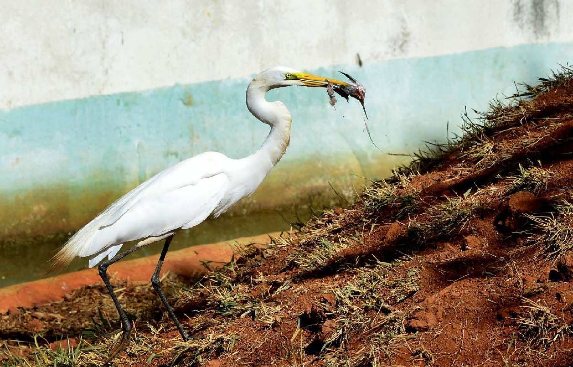 Até mesmo os penetras fizeram uma boquinha: Garça