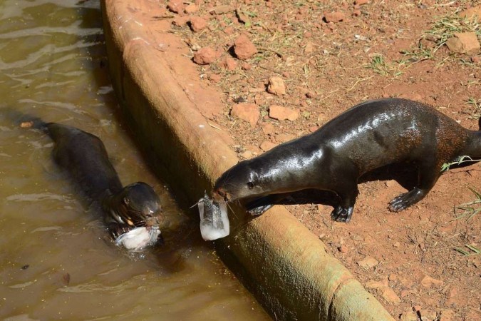 As ariranhas não perderam tempo e fizeram a boquinha com o picolé de peixe
 -  (crédito:  Marcelo Ferreira/CB/D.A Press)