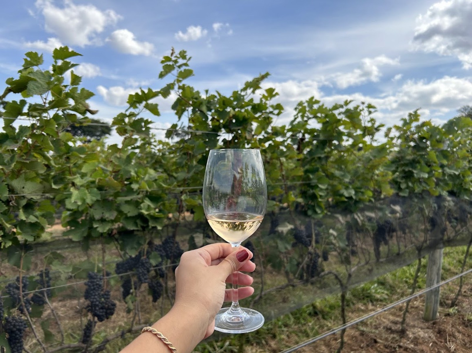 Minas Gerais: terra do queijo, do torresmo… e dos vinhos!