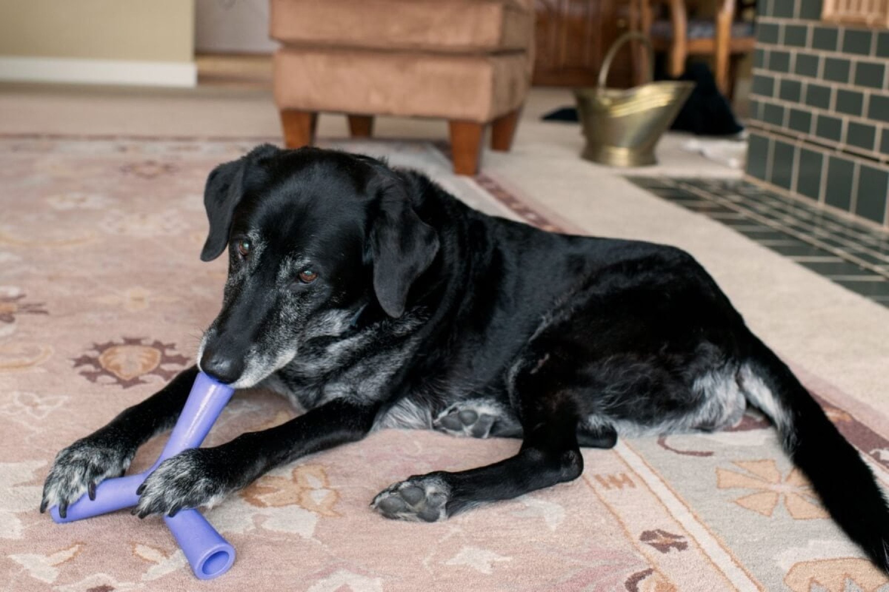 Brinquedos simples são uma ótima atividade para os cachorros idosos (Imagem: Anna Hoychuk | Shutterstock) -  (crédito: EdiCase)