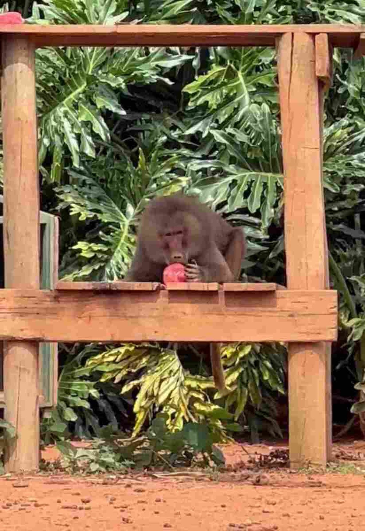 Os babuínos receberam picolés de fruta no início da semana 