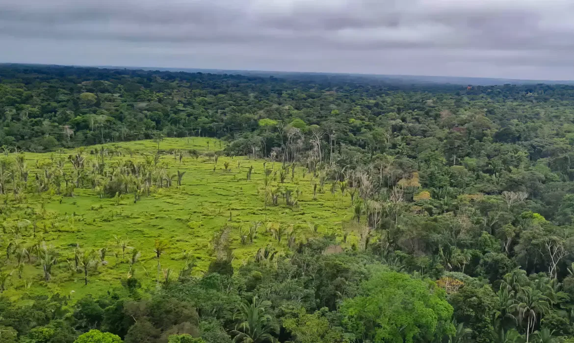 Cerrado e Amazônia registram queda no desmatamento