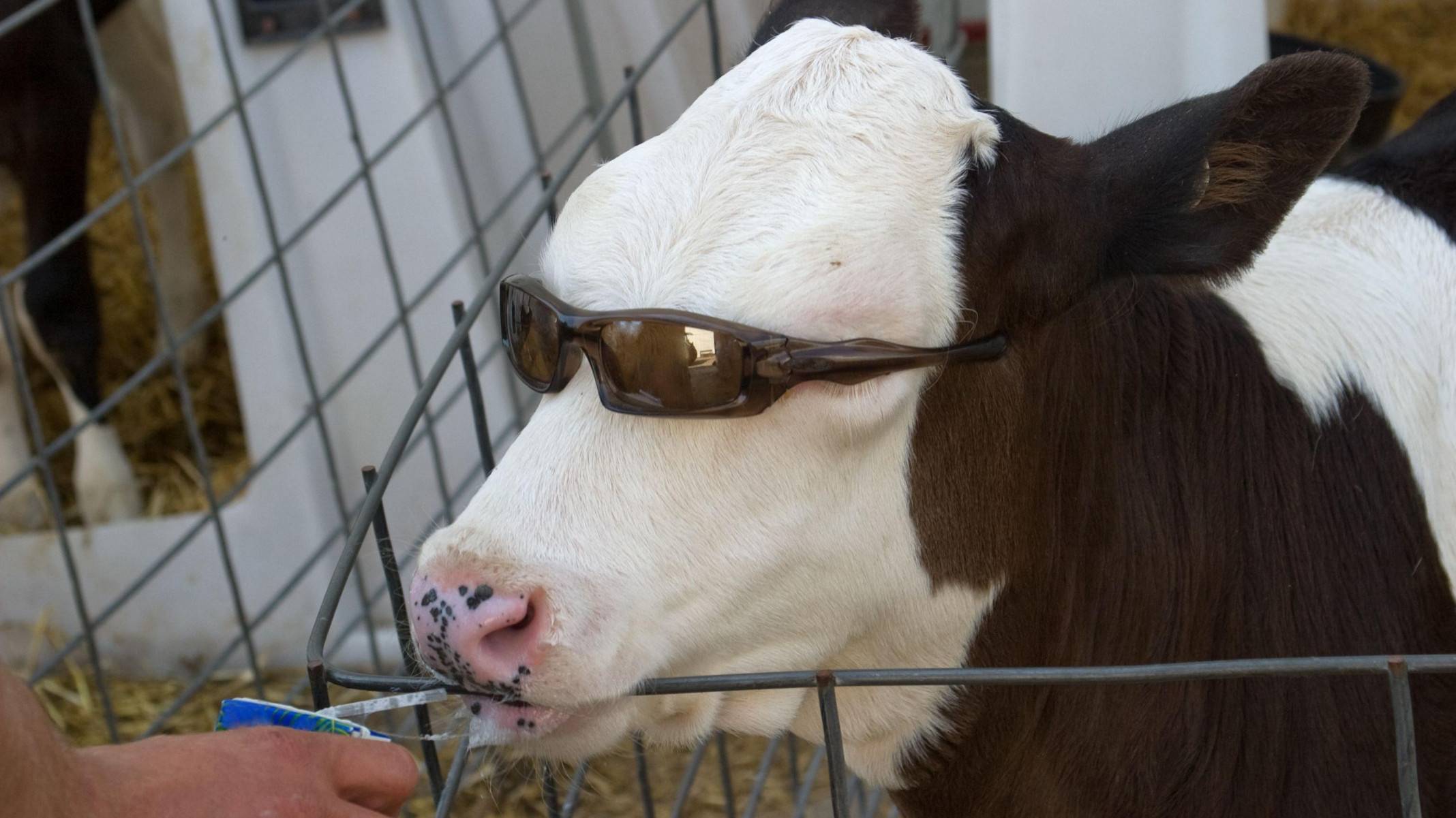 Os céticos em relação à edição genética se preocupam com o que isso vai significar para o bem-estar dos animais -  (crédito:  Jamie McDonald/Getty Images)