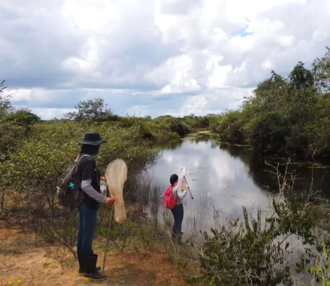 Cientistas do Instituto Federal de Minas Gerais anunciaram a descoberta de duas novas espécies de libélula. Elas foram encontradas no Parque Nacional Grande Sertão: Veredas, no limite entre Minas Gerais e Bahia. -  (crédito: Divulgação IFMG)